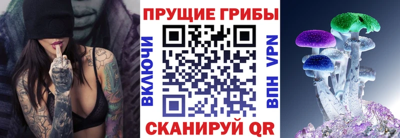 где найти   Зеленогорск  Галлюциногенные грибы Psilocybine cubensis 